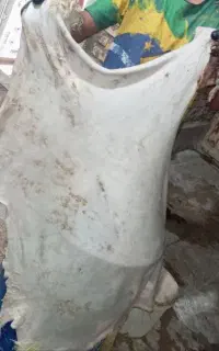پوست دمامی درجه1 همه سایز