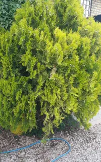 فروش گیاه