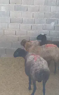 ۹راس میش ابستن