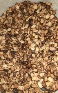 بذر هندوانه محلی برای کاشت