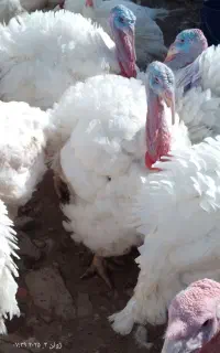 بوقلمون گوشتی عید قربان
