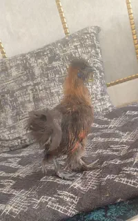 5انگشتی
