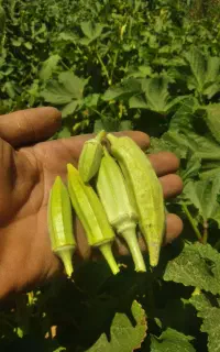 بامیه محلی