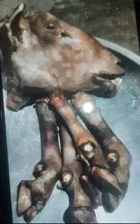 پاک کردن کله پاچه