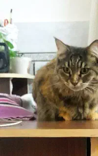 واگذاری رایگان گربه