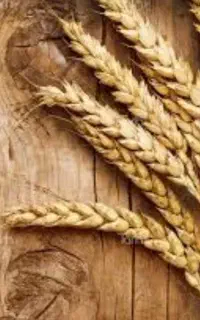 خریدار گندم وجو