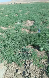 هندوانه ریز مخصوص خوراک دام