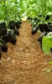 نهال بادمجان 1574