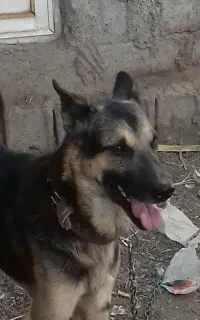 سگ ژرمن تربیت شده