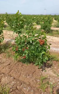 پیوندپیوندزدن پسته وفروش ترکه