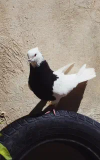 طوق سیاه