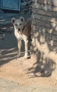سگ سرابی