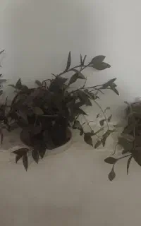 گل با گلدان فقط ۱۳۵۰۰۰ تومان