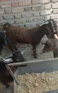 ۳۰تا تروشت چاق
