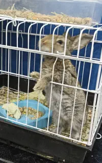 خرگوش