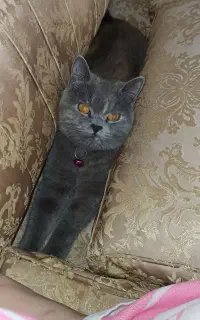 گربه، بریتیش ماده