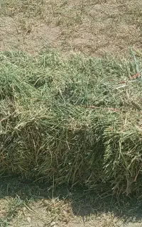پرس یونجه
