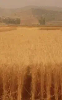گندم فروشی آفتاب. پشت تنگ