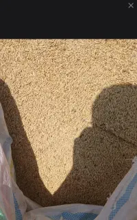 خریدار جو گندم