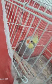 طوطی عروس سخنگو