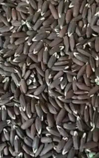 تخم بزرک سیاه و قرمز  (قزل زیرح ) عدس تازه