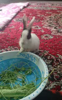 خرگوش بازیگوش به علت نبودن درخانه