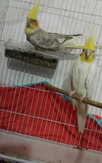 عروس هلندی دستی وسالم