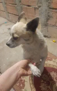 حیوون خونگی