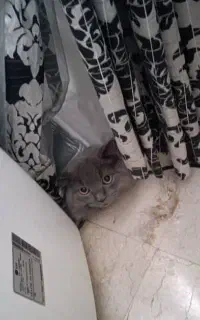 انجام خدمات روبیکا و..تمامی برنامه ها