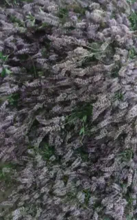 بید مشک و  نعنا ....