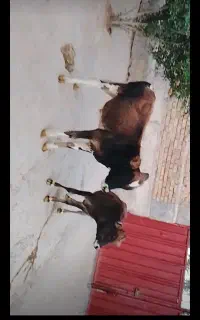 گوساله رگ دار