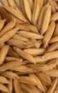 خریدار جو هاشمی ۱۰ تن
