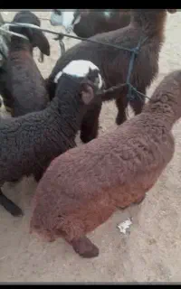 بره شیری افشار