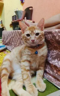 واگذاری گربه ماده شما رو قبول میکنم خوشگل باشه