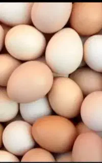 تخم مرغ گوشتی راس درجه یک موجود شد