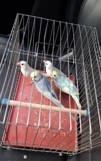 یک جفت مرغ عشق و یک جفت فنچ نرگسی
