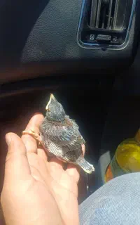 جوجه مرغ مینا