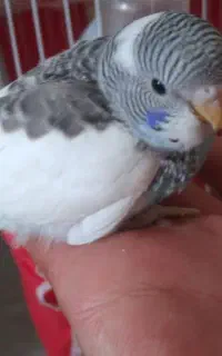 جوجه مرغ عشق