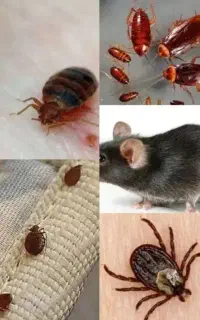 سمپاشی سوسک ساس کنه بید کک کنه موش سم پاشی