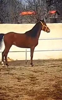 اسب