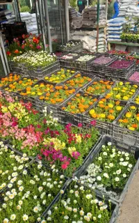 سم پاشی و باغبانی