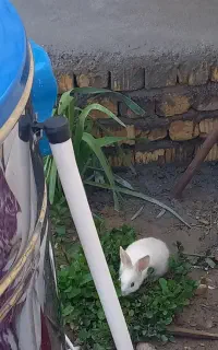 خرگوش فانتزی