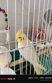 جوجه عروس هلندی