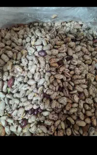 لوبیا چیتی تازه