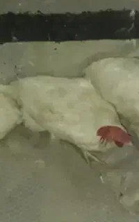 ۵ عدد مرغ تخم گذار