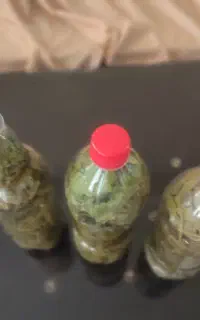 برگ مو