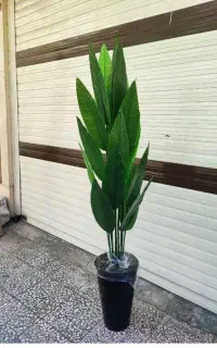 درختچه پرنده بهشتی