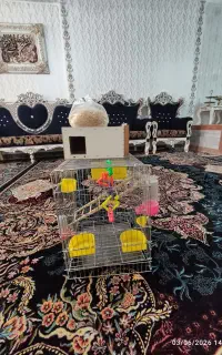 قفس عروس هلندی