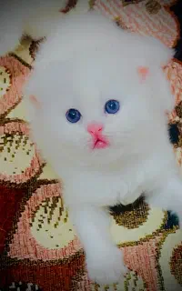 گربه