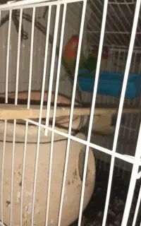 طوطی کتوله بالغ